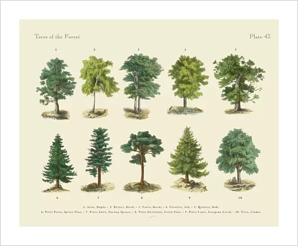 Forest Trees and Species, Victorian Botanical Illustration