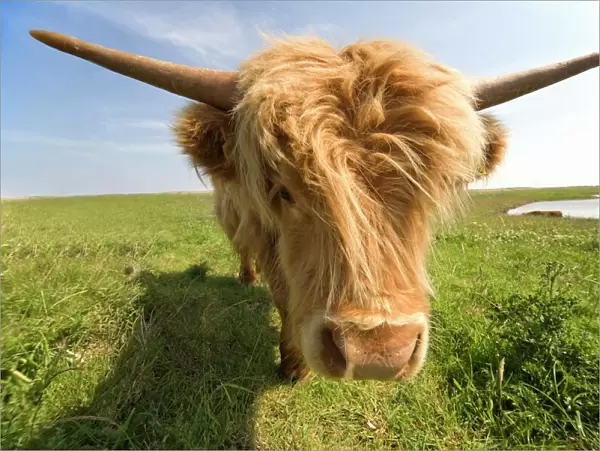 Highland Cow, North Yorkshire, England, Europe
