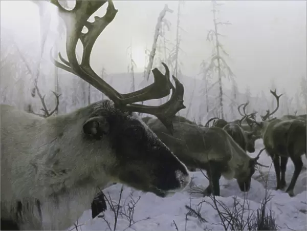 Siberian Reindeer