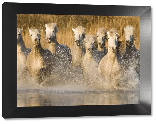 White horses running through water, France