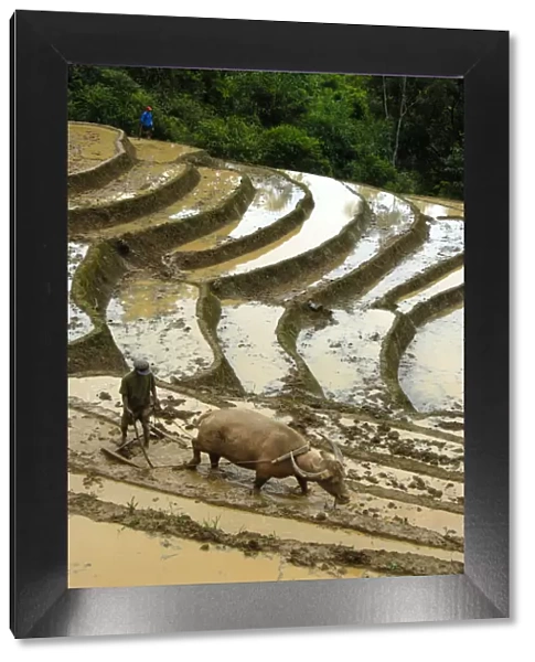 Mountain paddy, irrigated rice terraces, farmer tilling and plowing the field with a water buffalo, Phongsali district and province, Laos, Southeast Asia, Asia