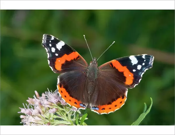 Red Admiral -Vanessa atalanta- in search of nectar on Common Boneset, Agueweed or Feverwort -Eupatorium-, Baden-Wurttemberg, Germany