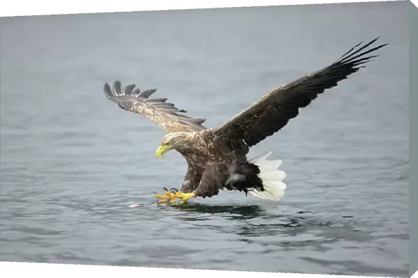 White-tailed Eagle or Sea Eagle -Haliaeetus albicilla- about to grab for a fish, Lauvsnes, Flatanger, Nord-Trondelag, Trondelag, Norway