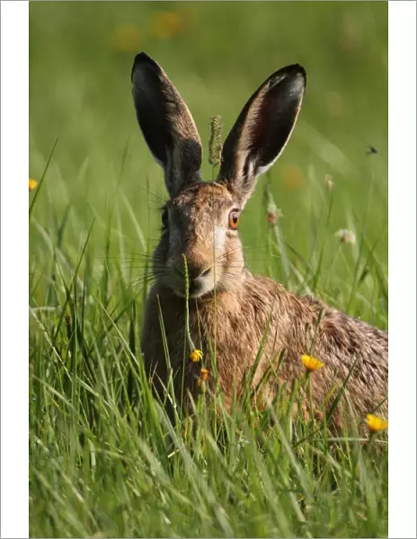 Hare -Lepus europaeus- on a summer meadow, Allgaeu, Bavaria, Germany, Europe