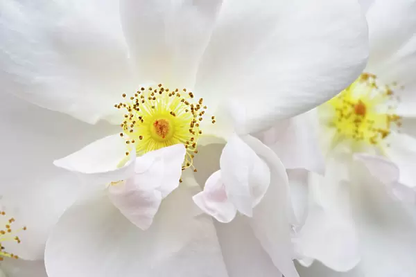 Rose Margaret Merril, white floribunda rose, detail of blossoms