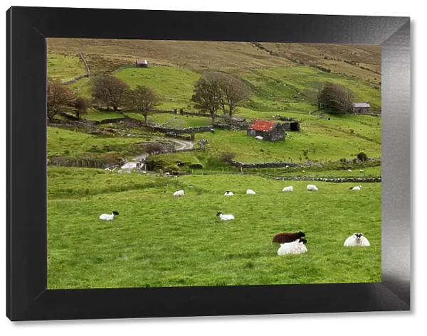 Sheep pasture, Glencolumbcille, or Glencolumbkille, County Donegal, Ireland, Europe