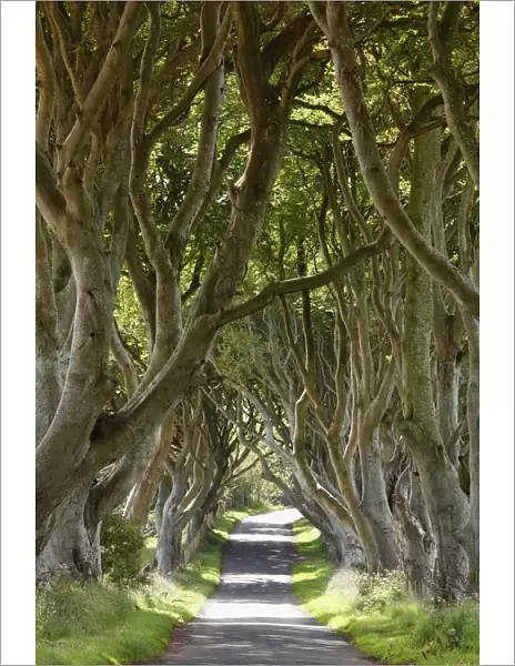 Dark Hedges, an avenue of Beech trees, Bregagh Road near Armoy, County Antrim, Northern Ireland, Great Britain, Europe