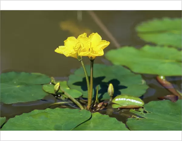 Fringed Water-lily or Yellow Floating-heart, (Nymphoides peltata)