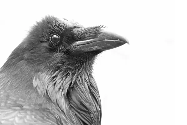 Raven in black and white