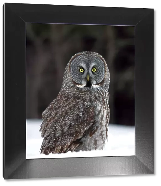 Great Grey Owl Grounded