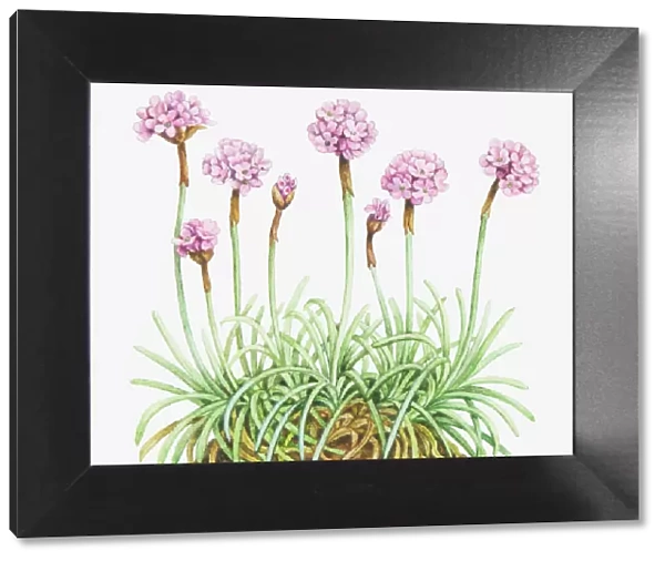 Illustration of Armeria maritima (Thrift, Sea pink), leaves and clusters of pink flowers