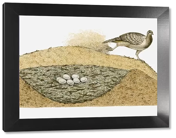 Illustration of Malleefowl (Leipoa ocellata) covering its eggs with sand