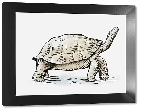 Illustration of a tortoise, side view, looking up