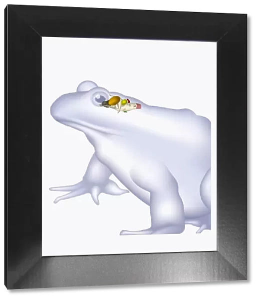 Illustration of a frogs brain, including cerebrum, cerebellum, and medulla