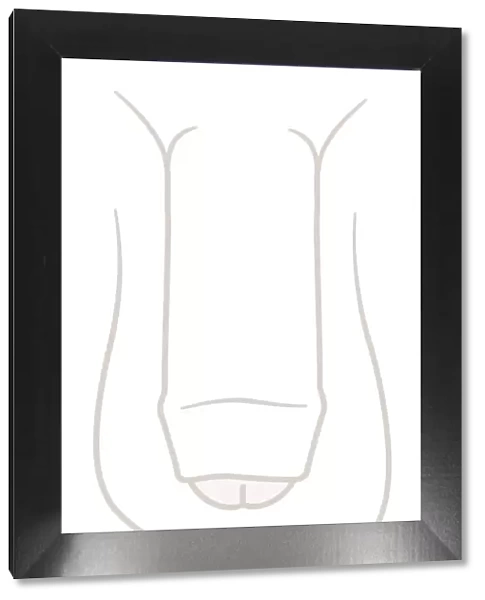 Digital illustration of flaccid uncircumcised penis and testis