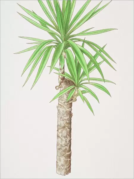 Yucca aloifolia, Spanish Bayonet plant
