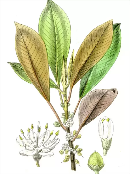 Gutta percha gum plant engraving 1857