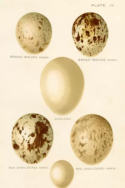 Birds eggs lithograph 1897
