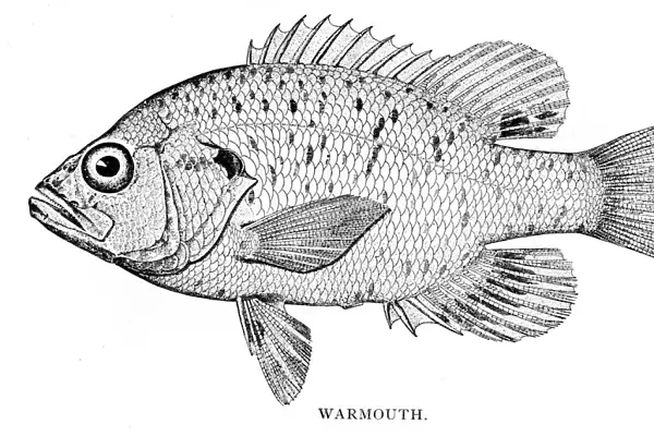 Warmouth fish engraving 1898