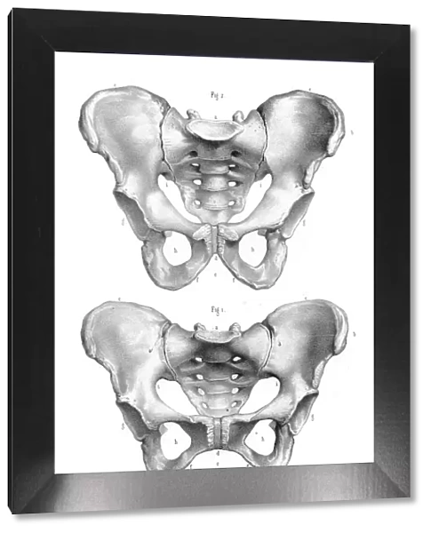 Male and Female pelvis engraving 1896