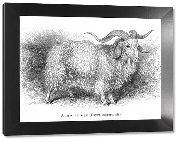 Angora goat engraving 1897