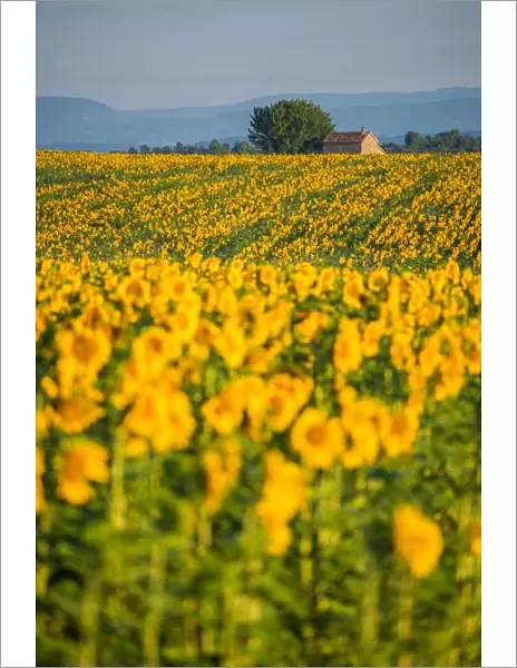 Sunflower Fields in Valensole, France