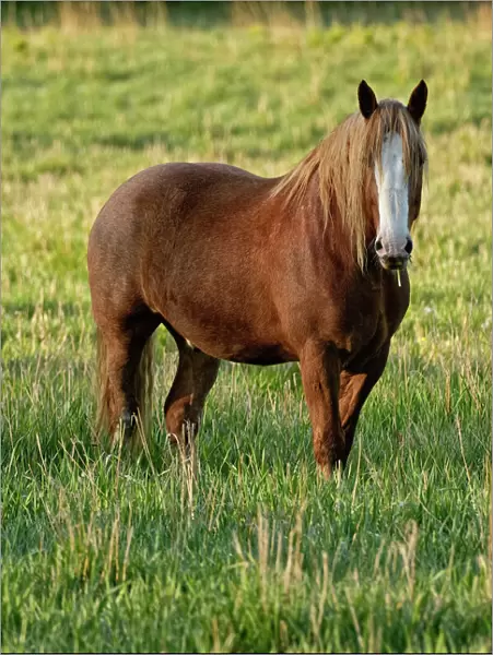 A brown horse is standing in a green grass field