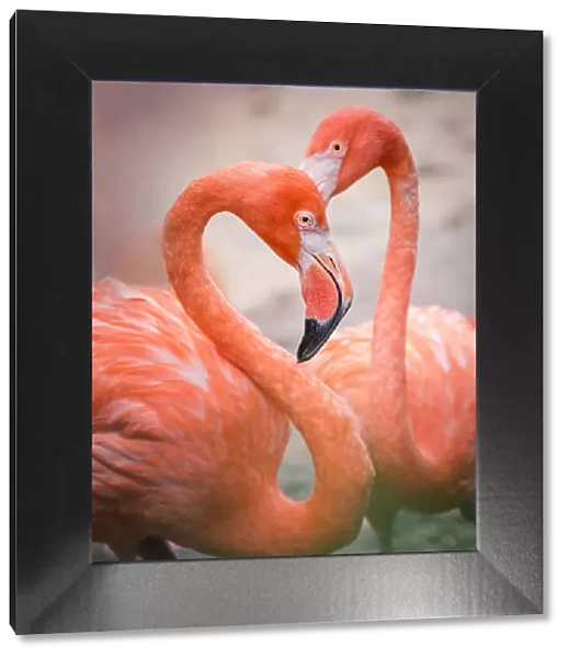 Flamingos in shape of heart
