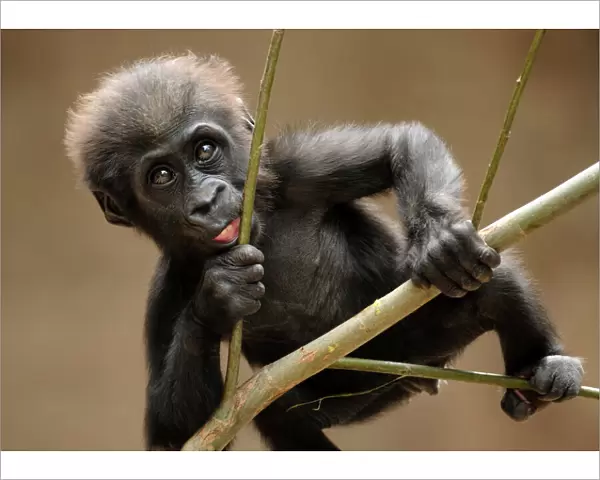 Gorilla baby climb