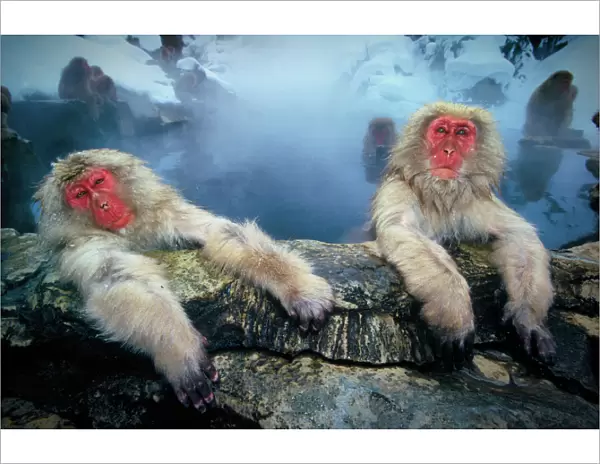 Japanese snow monkeys at hot pool