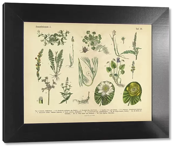 Bog Plants, Wildflowers, and Water Plants, Victorian Botanical Illustration