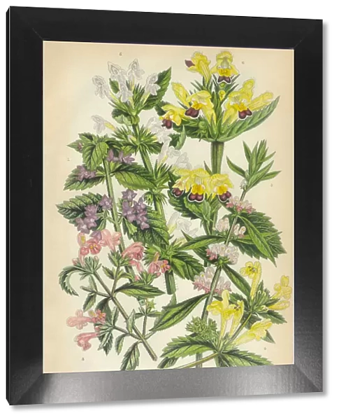 Horehound, Lamiaceae, Motherwort, Nettle, Stinging Nettle, Hemp, Victorian Botanical Illustration