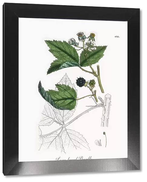 Large-leaved Bramble, Rubus macrophyllus, Victorian Botanical Illustration, 1863