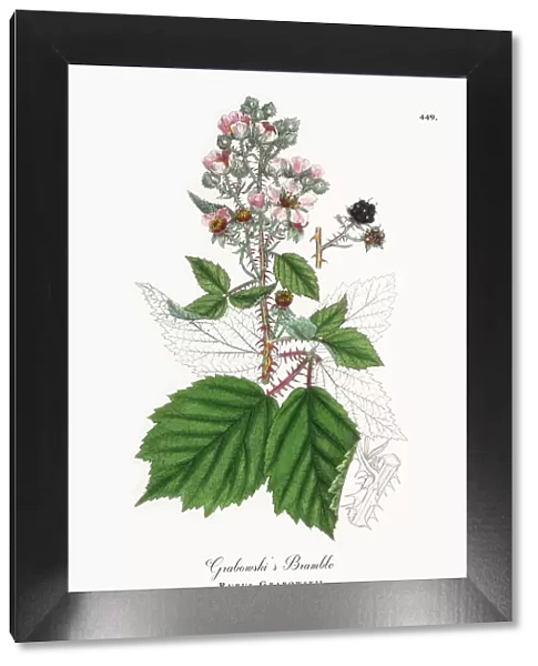 Grabowskiias Bramble, Rubus Grabowskii, Victorian Botanical Illustration, 1863