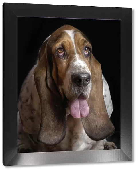 max. Basset hound studio portrait