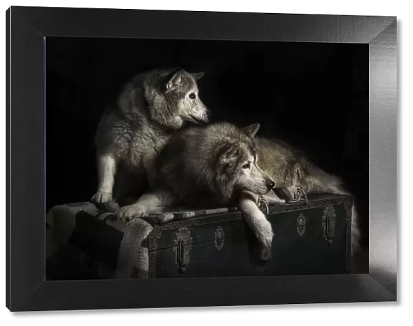 Husky dogs studio portrait