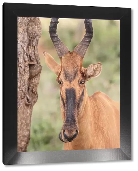 african, animal portrait, antilopinae, cropped, exterior views, head shots, lelwel hartebeest