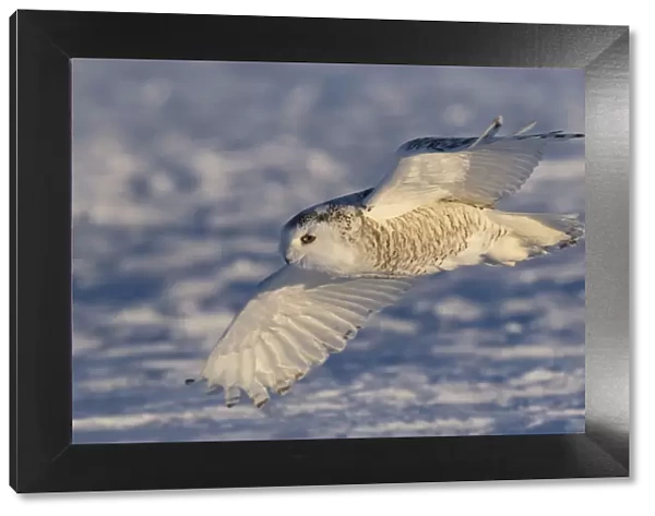 Female Snowy owl flying low hunting over the snow in Canada