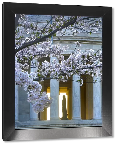 Statue of Thomas Jefferson in Jefferson Memorial with Cherry Blossoms, Washington