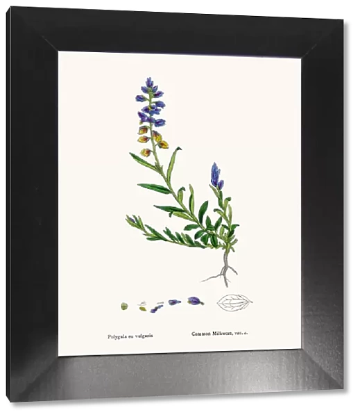 Milkwort. Photographic image of an original antique illustration by Sowerby