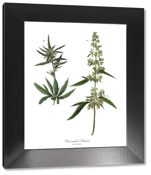 Cannabis & Marijuana, Root Crops and Vegetables, Victorian Botanical Illustration
