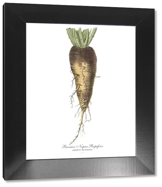 Rutabaga, Root Crops and Vegetables, Victorian Botanical Illustration