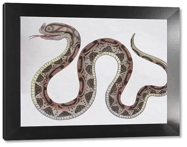 Horned Serpent (Coluber nasicornis), hand-coloured copperplate engraving from Friedrich