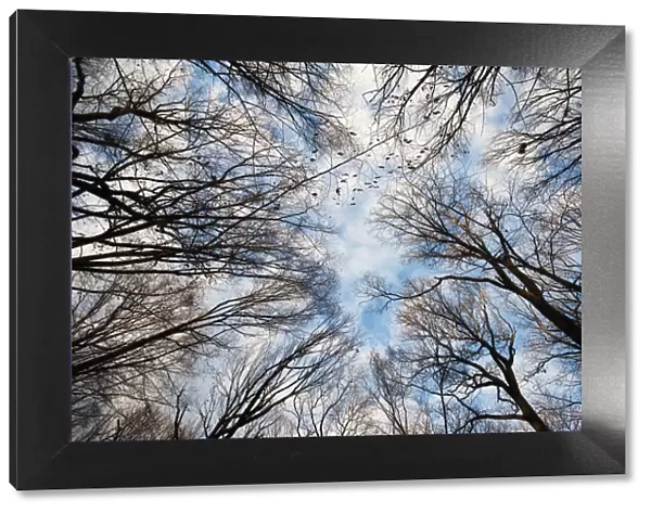 Deciduous woods and clearing sky in winter
