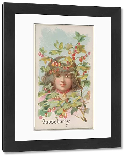 Gooseberry Trade Card 1891