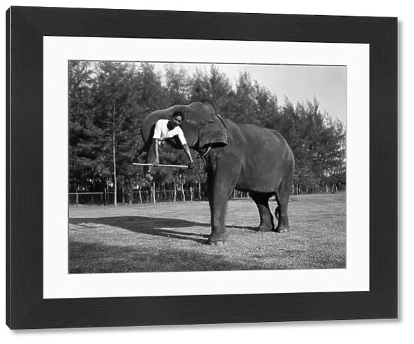 Sri Lankan Elephant Trunk Lift