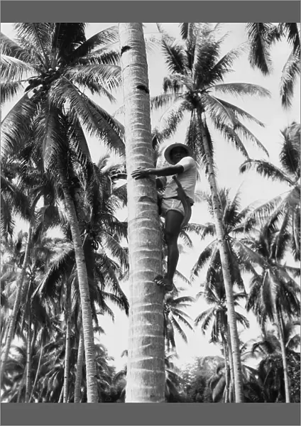 Filipino man harvesting coconuts