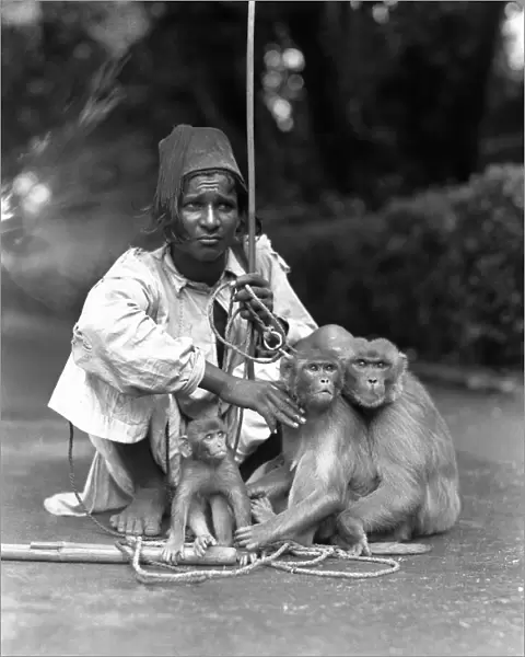 Performing monkeys