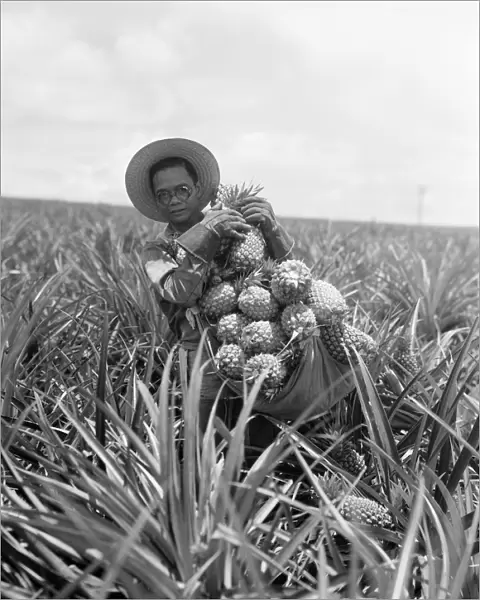 Pineapple harvest