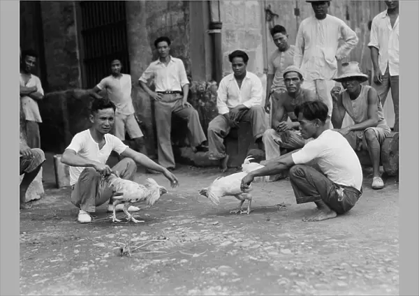 Cockfighting in the Philippines 1930